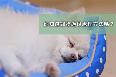 小動物死掉怎麼處理|家中寵物(狗狗/貓)過世身後事處理教學，委託單位與寵。